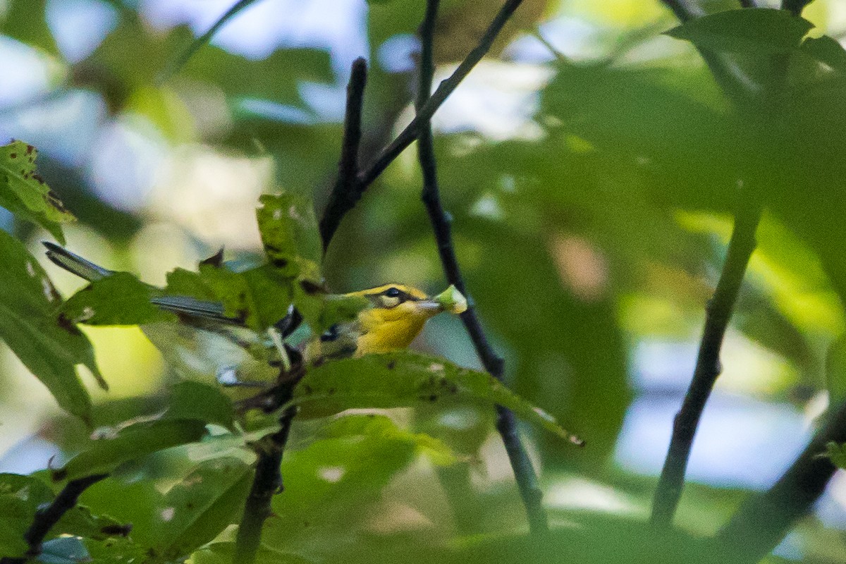 Fichtenwaldsänger - ML647066344