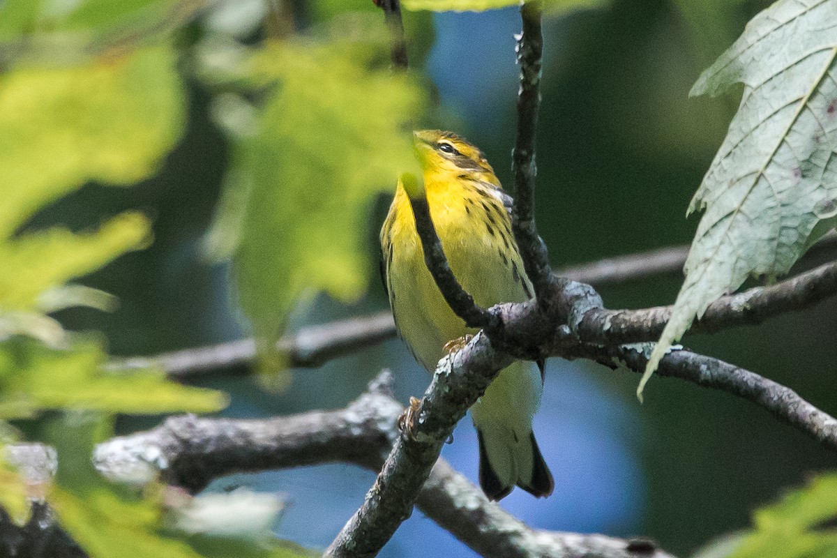 Fichtenwaldsänger - ML647066345