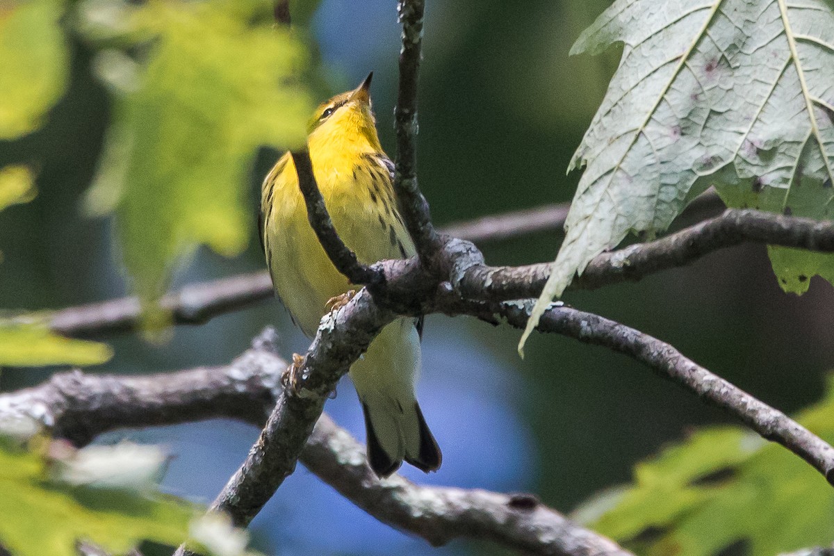 Fichtenwaldsänger - ML647066346