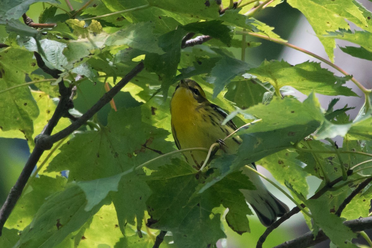 Fichtenwaldsänger - ML647066347