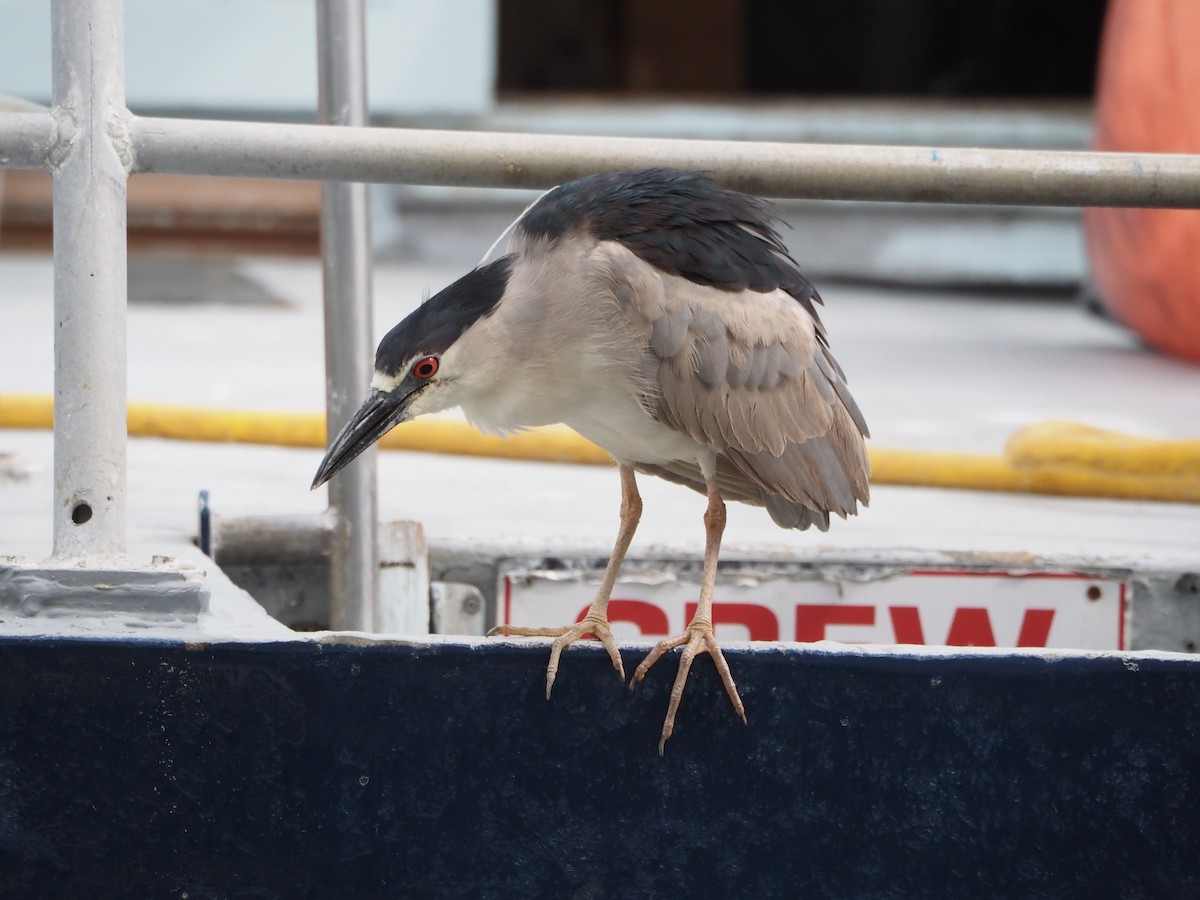 Black-crowned Night Heron - ML647066349