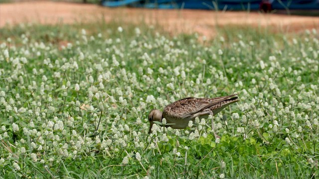 koliha nejmenší - ML647066355