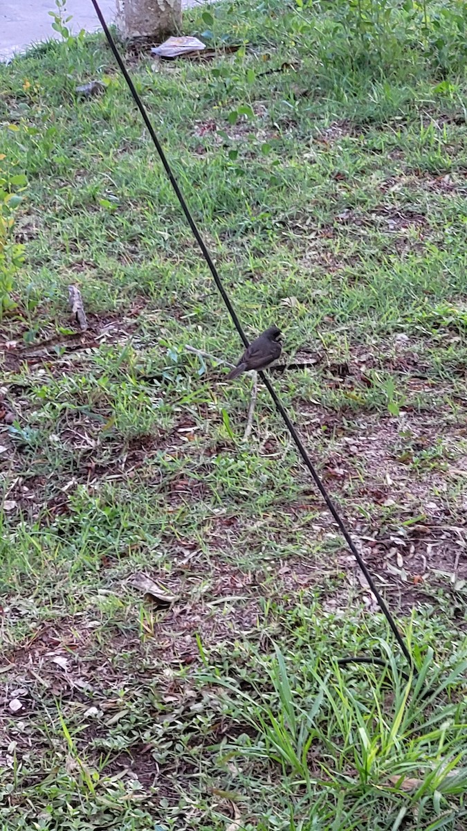 Double-collared Seedeater - ML647066377