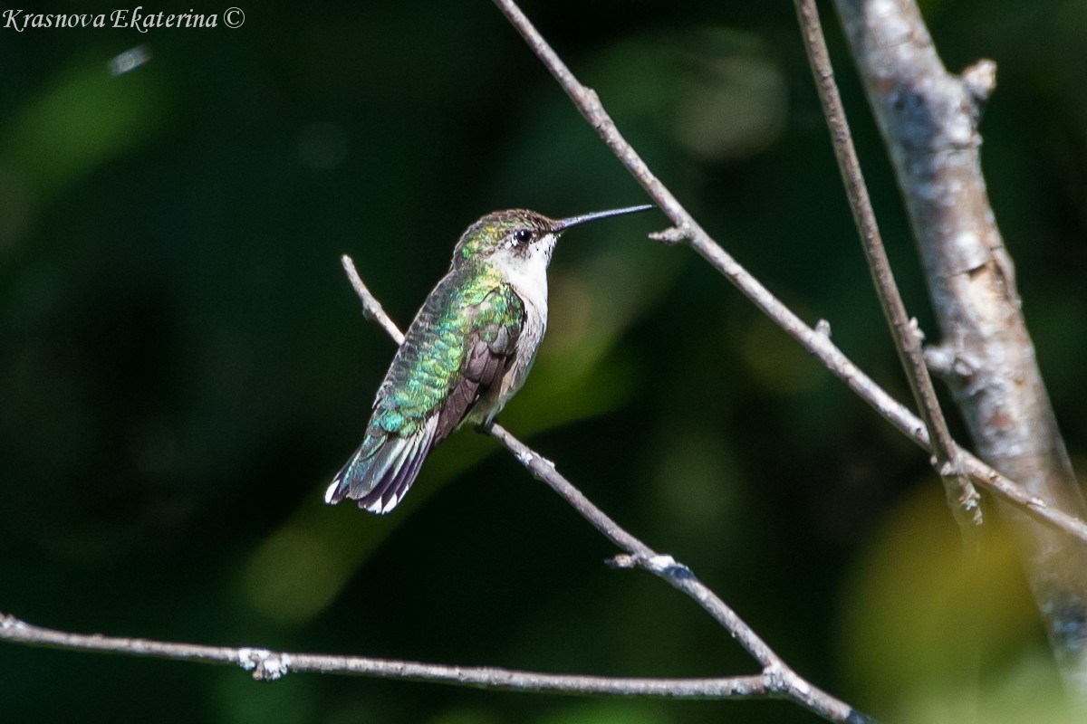 Ruby-throated Hummingbird - ML647066378