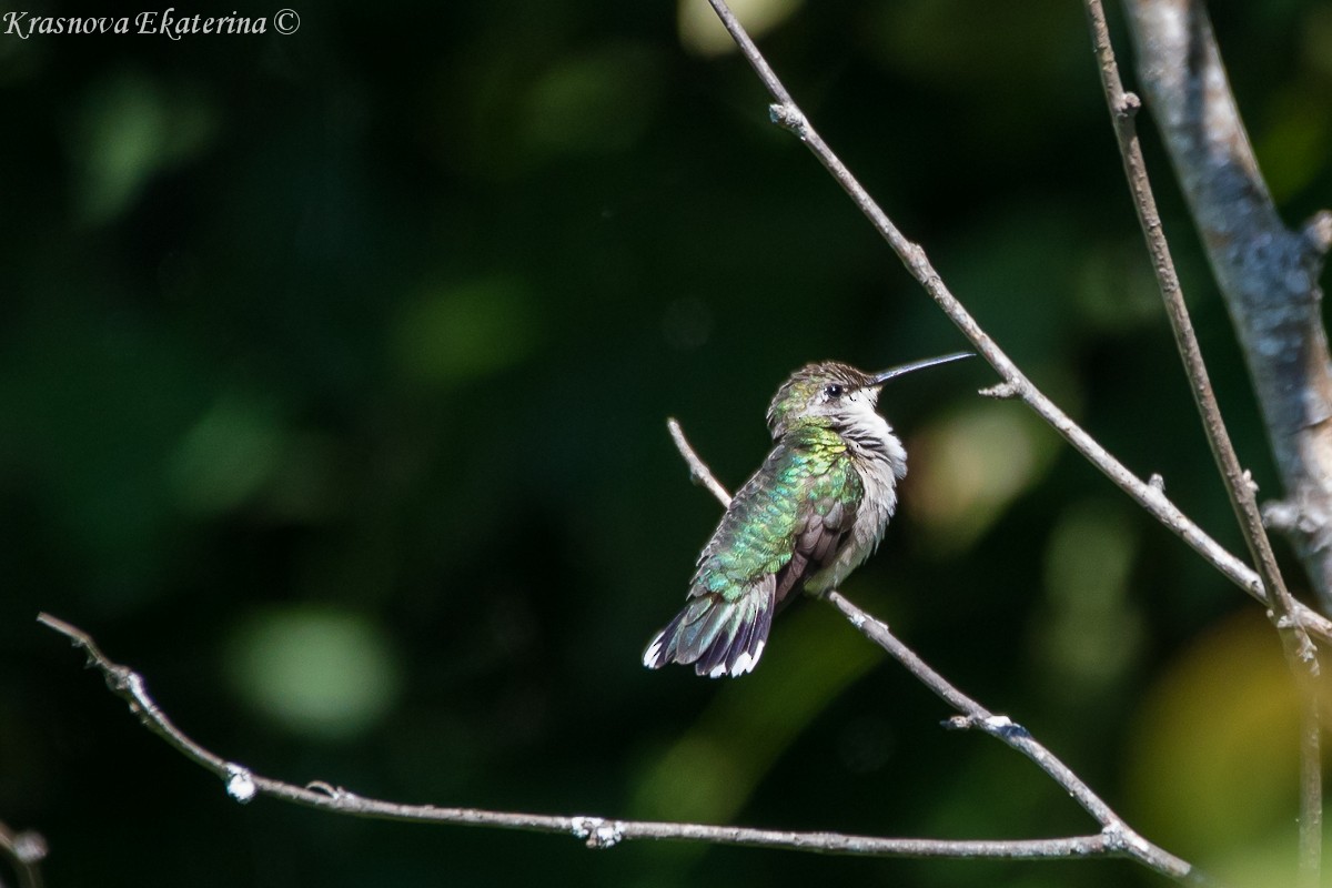 Ruby-throated Hummingbird - ML647066379