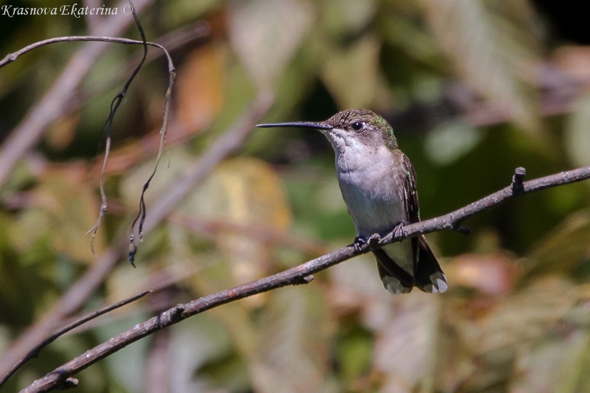 Ruby-throated Hummingbird - ML647066380