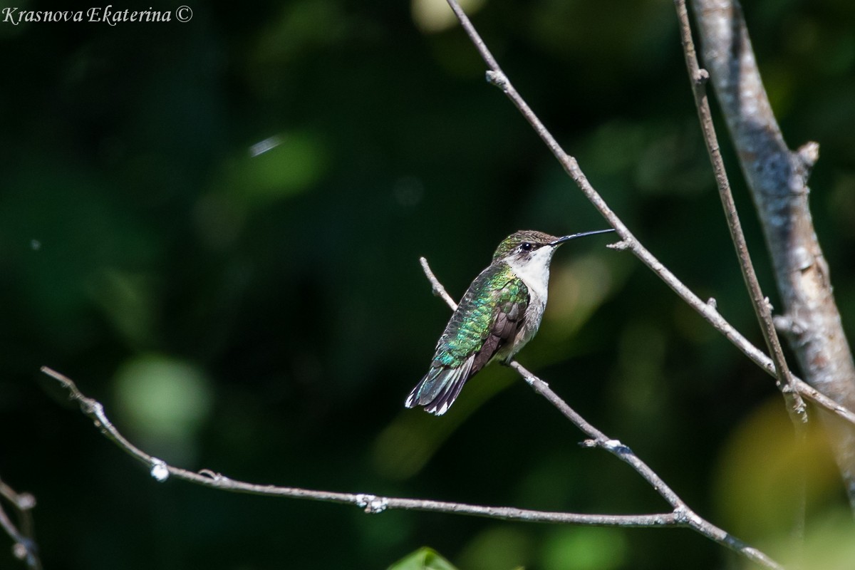 Ruby-throated Hummingbird - ML647066381