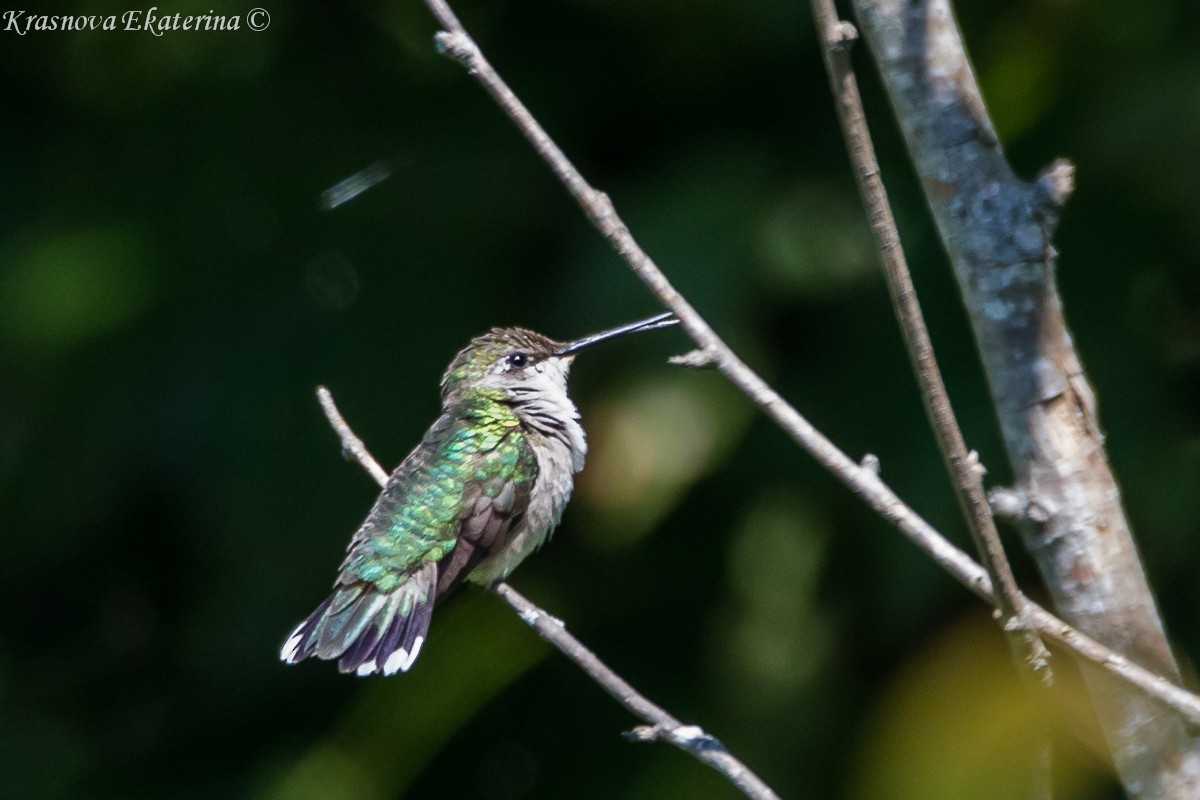 Ruby-throated Hummingbird - ML647066382
