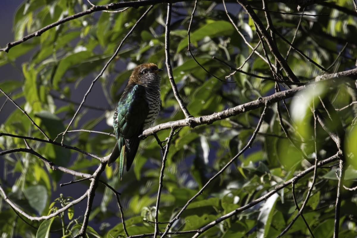 Asian Emerald Cuckoo - ML647066386