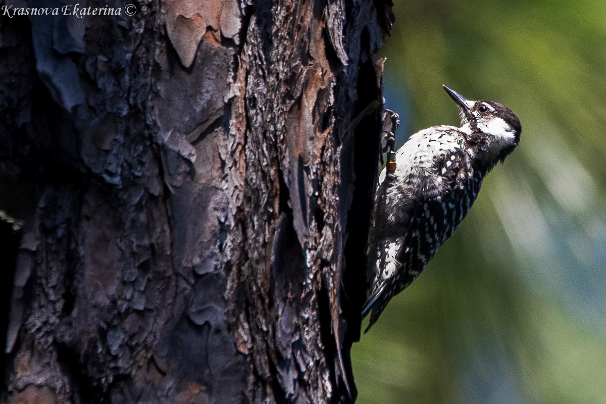 Red-cockaded Woodpecker - ML647066394