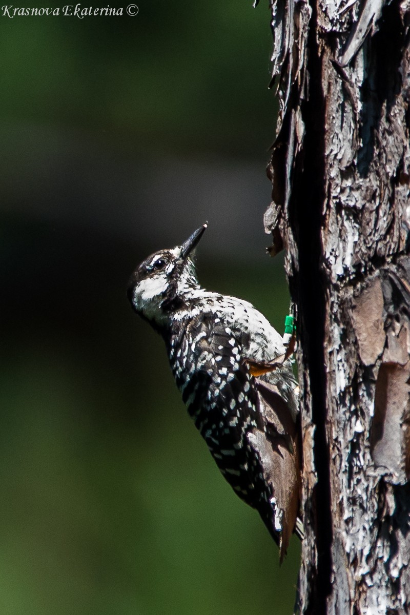 Red-cockaded Woodpecker - ML647066395