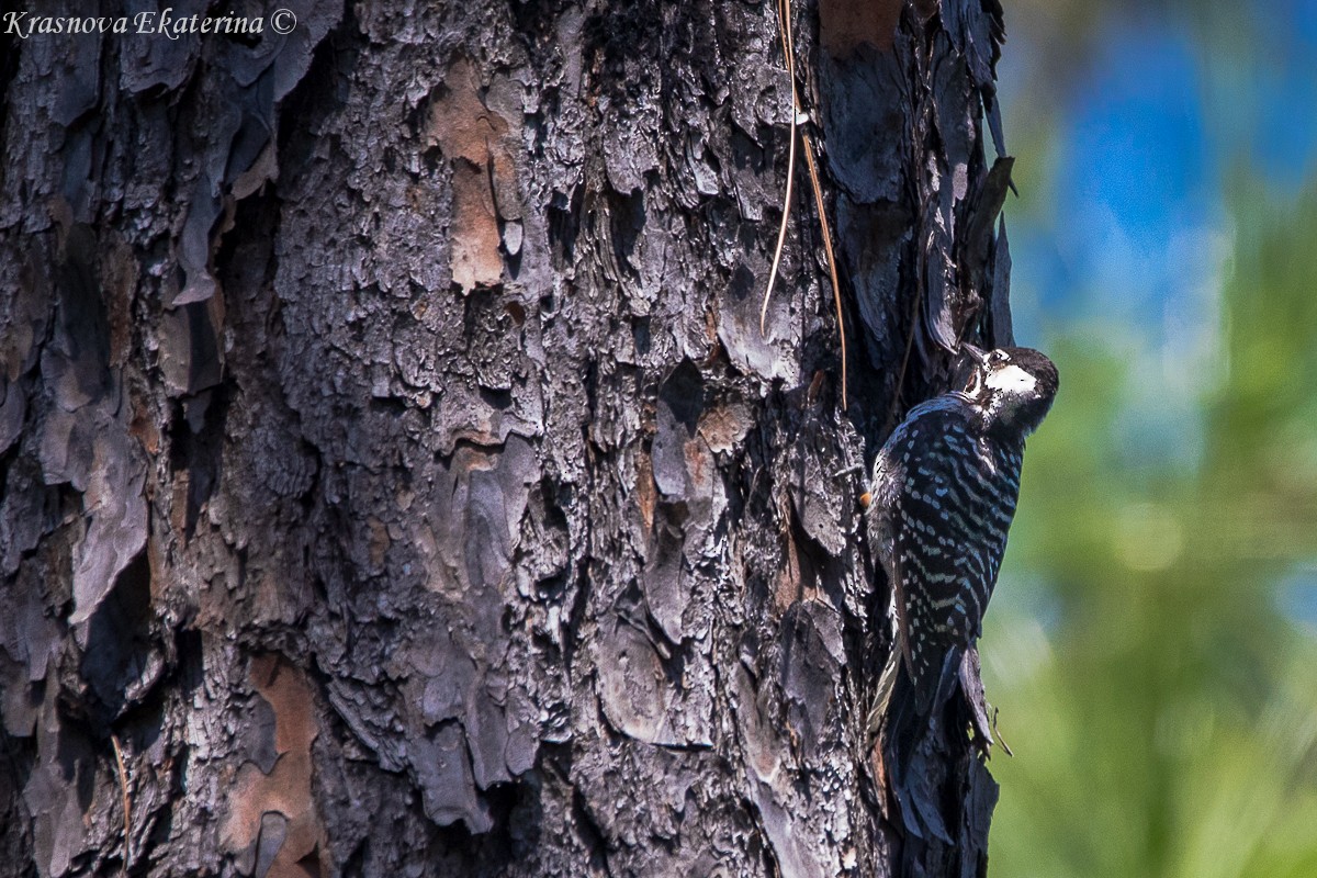 Red-cockaded Woodpecker - ML647066396