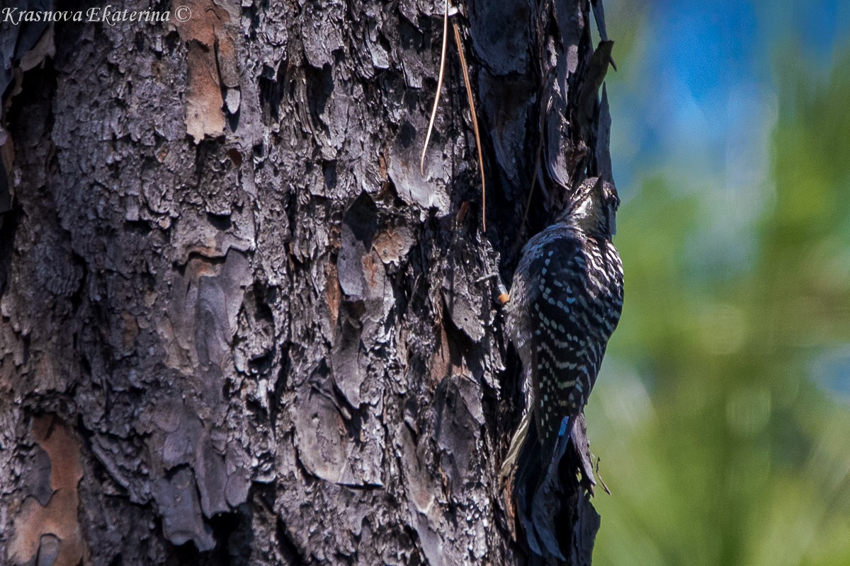 Red-cockaded Woodpecker - ML647066397
