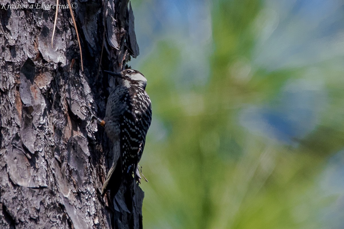 Red-cockaded Woodpecker - ML647066398