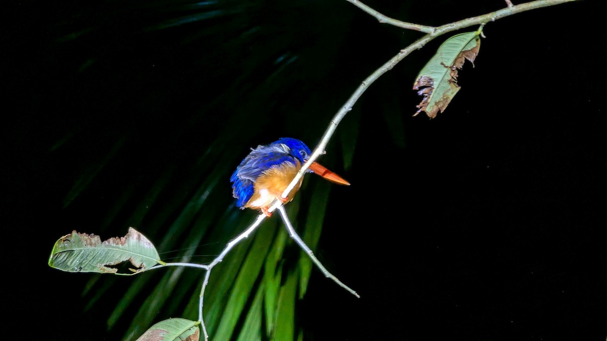 Moluccan Dwarf-Kingfisher (North Moluccan) - ML647066404