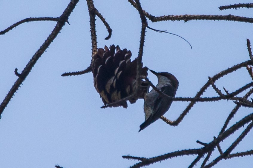 Sittelle à tête brune - ML647066411