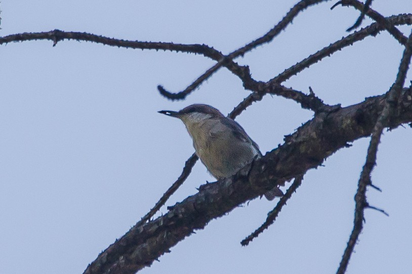 Sittelle à tête brune - ML647066412