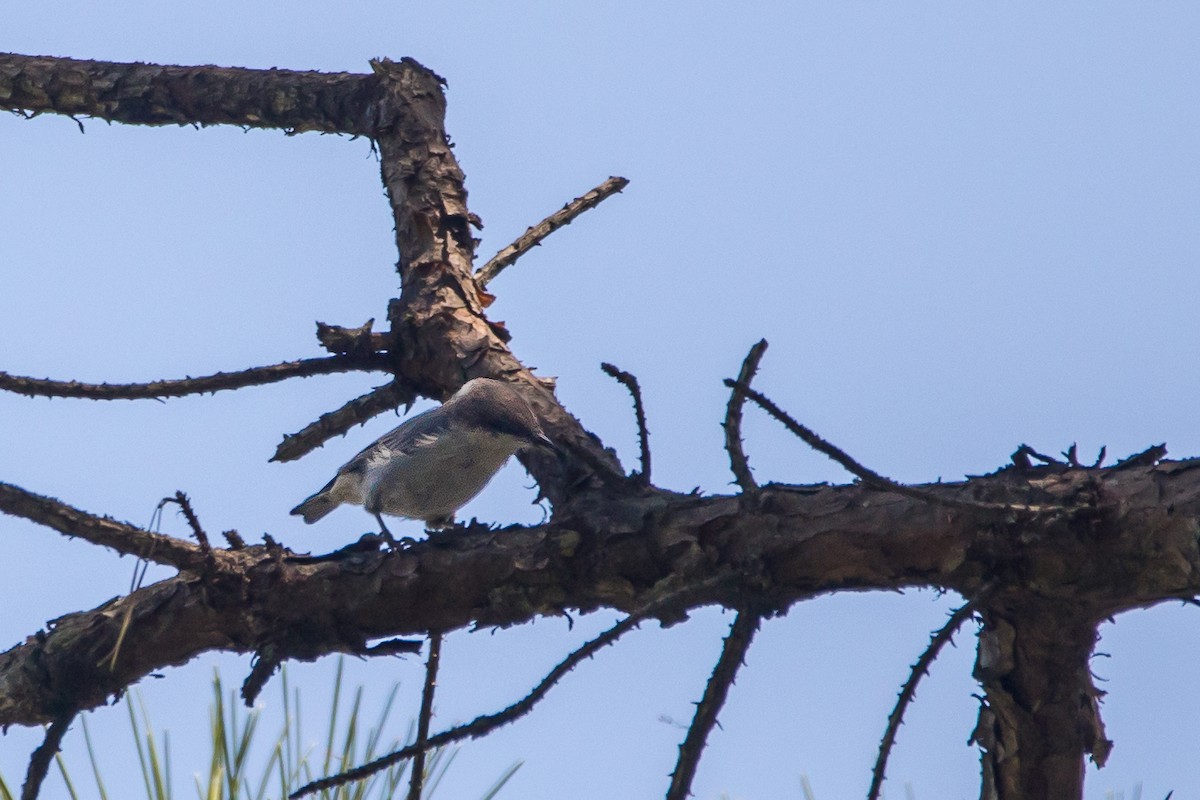 Sittelle à tête brune - ML647066413