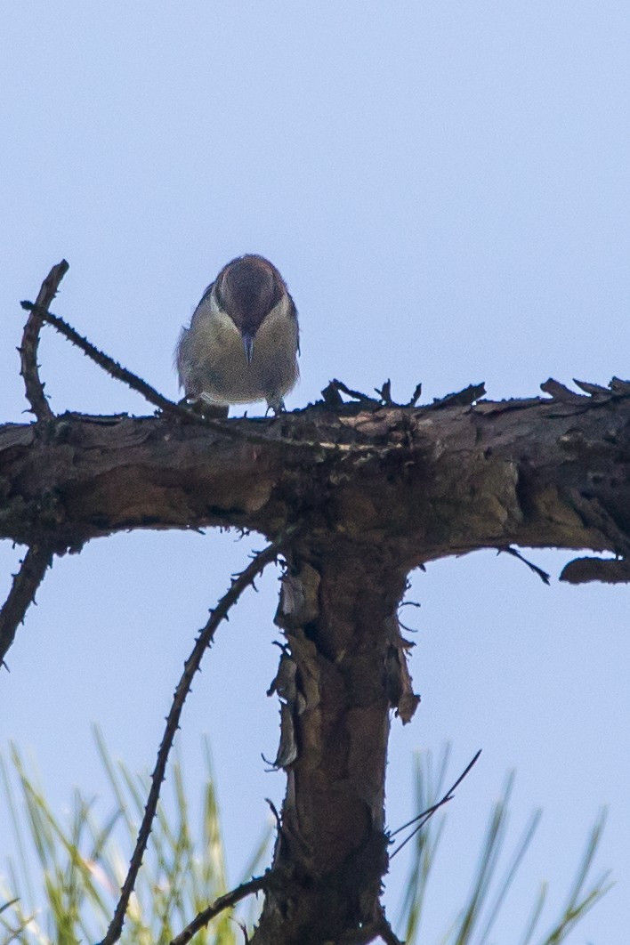 Sittelle à tête brune - ML647066414