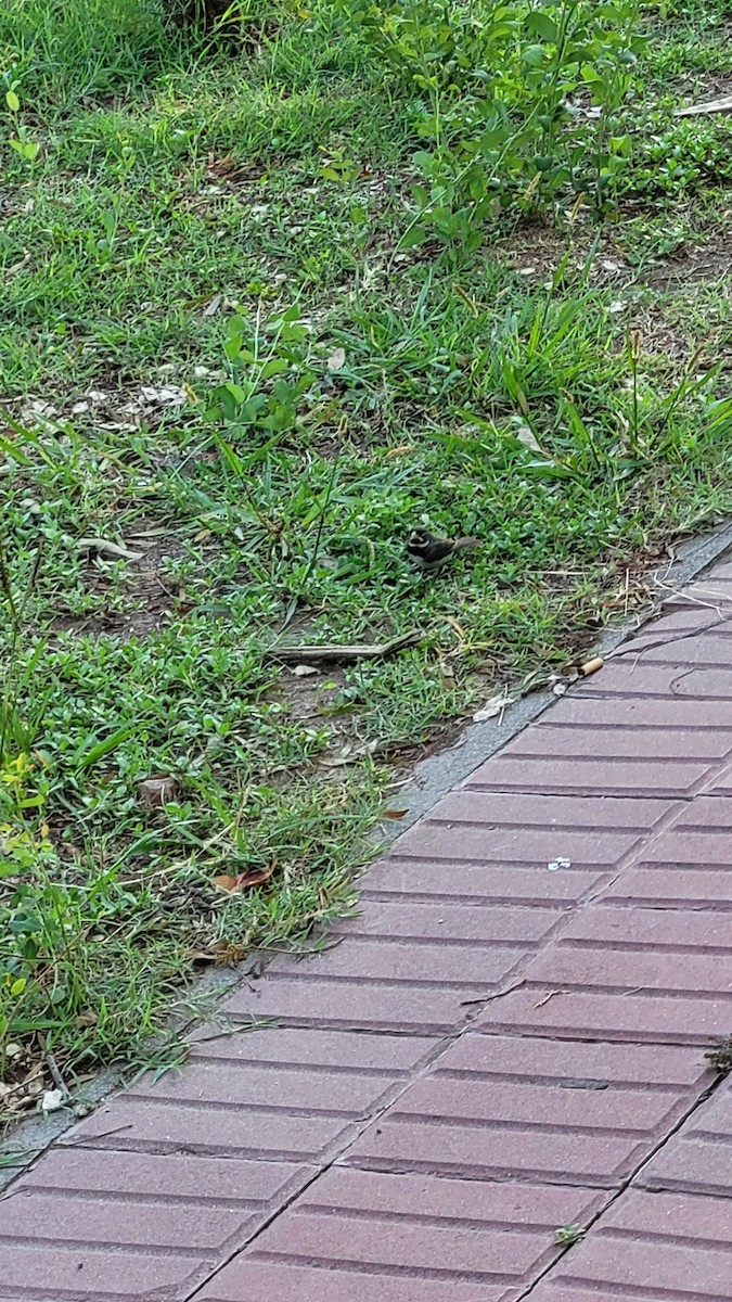 Double-collared Seedeater - ML647066420