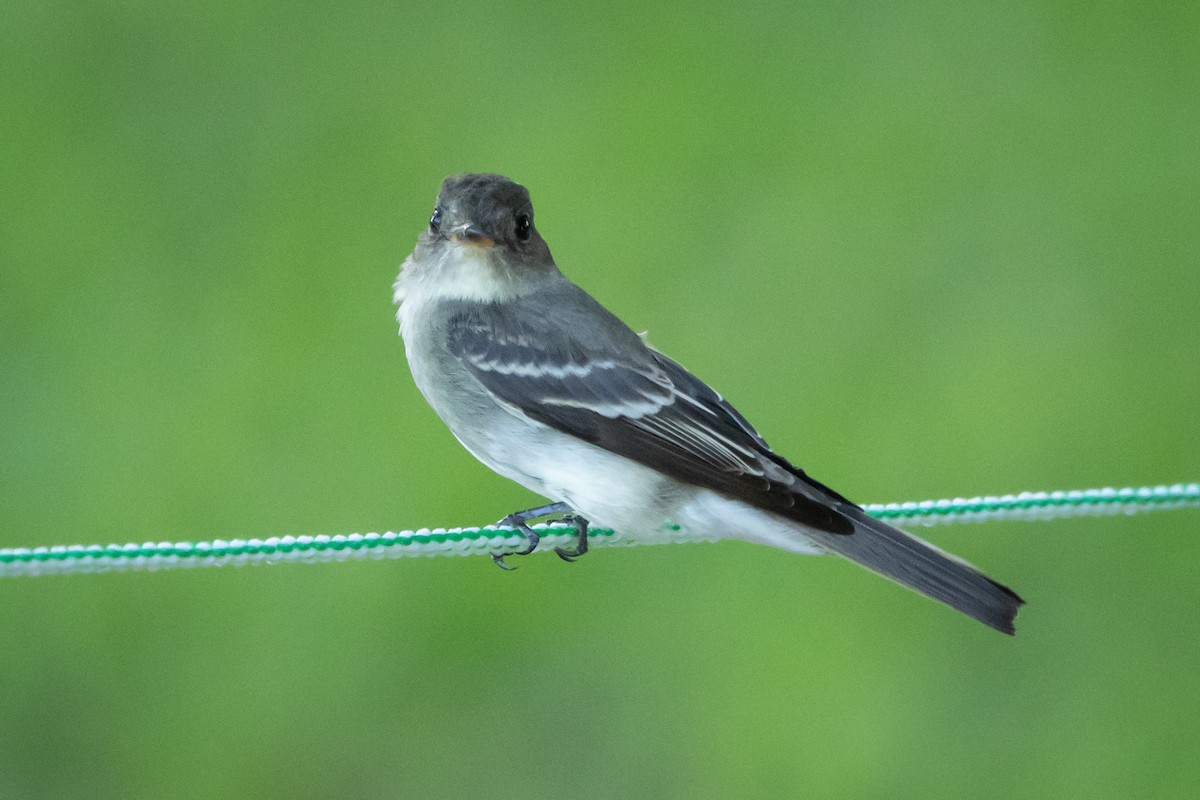 Eastern Wood-Pewee - ML647066426