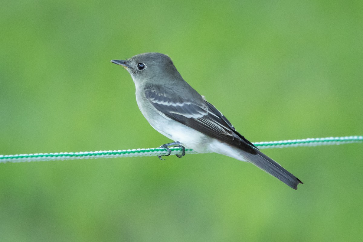 Eastern Wood-Pewee - ML647066427