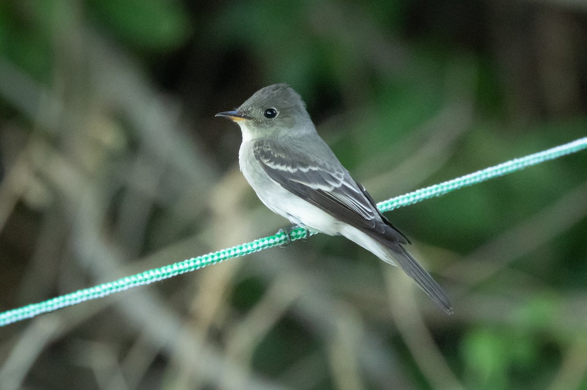 Eastern Wood-Pewee - ML647066428