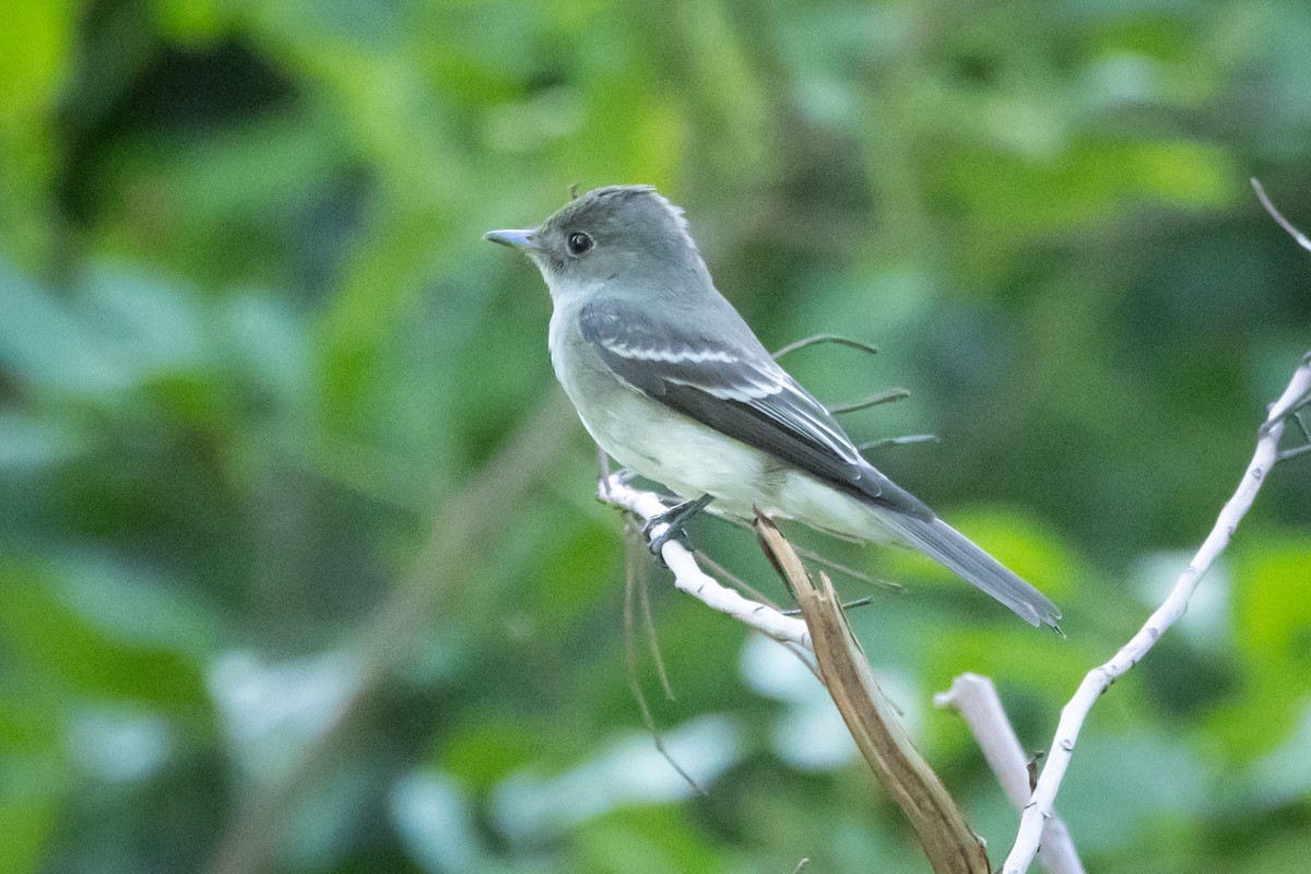 Eastern Wood-Pewee - ML647066429