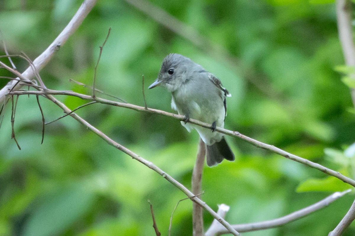 Eastern Wood-Pewee - ML647066435