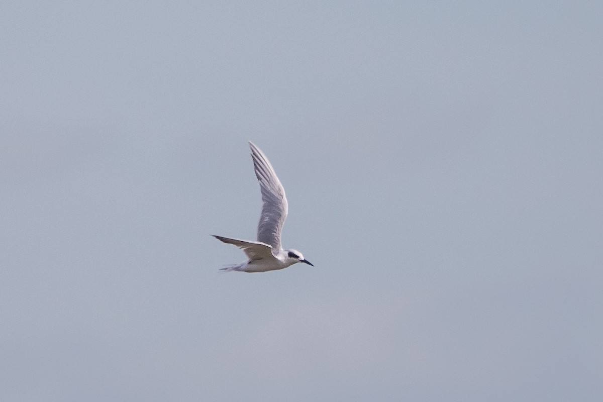 Forster's Tern - ML647066441