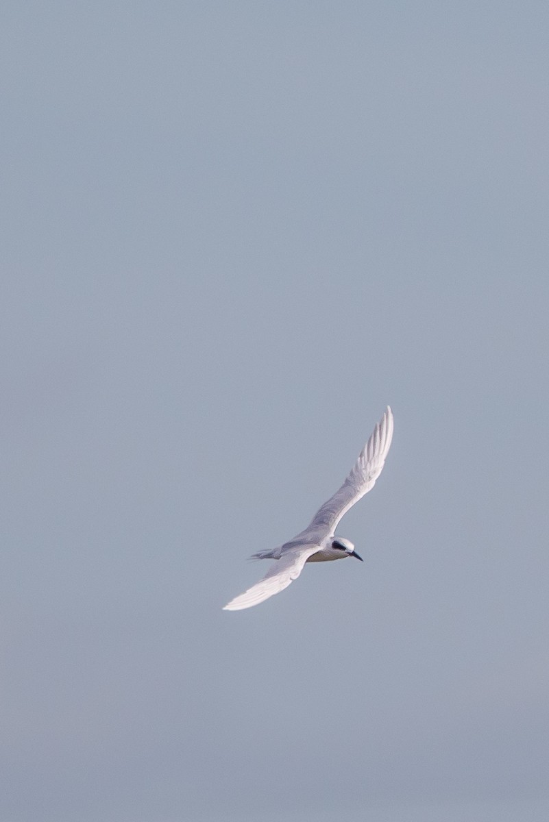 Forster's Tern - ML647066443