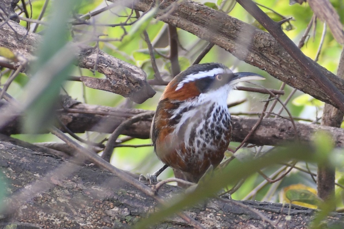 Taiwan Scimitar-Babbler - ML647066445