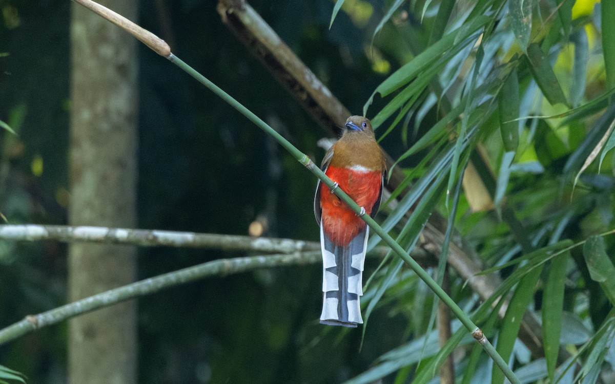 Красноголовый трогон - ML647066452