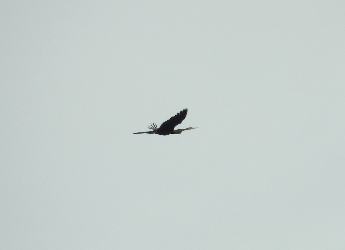 orientslangehals - ML647066459