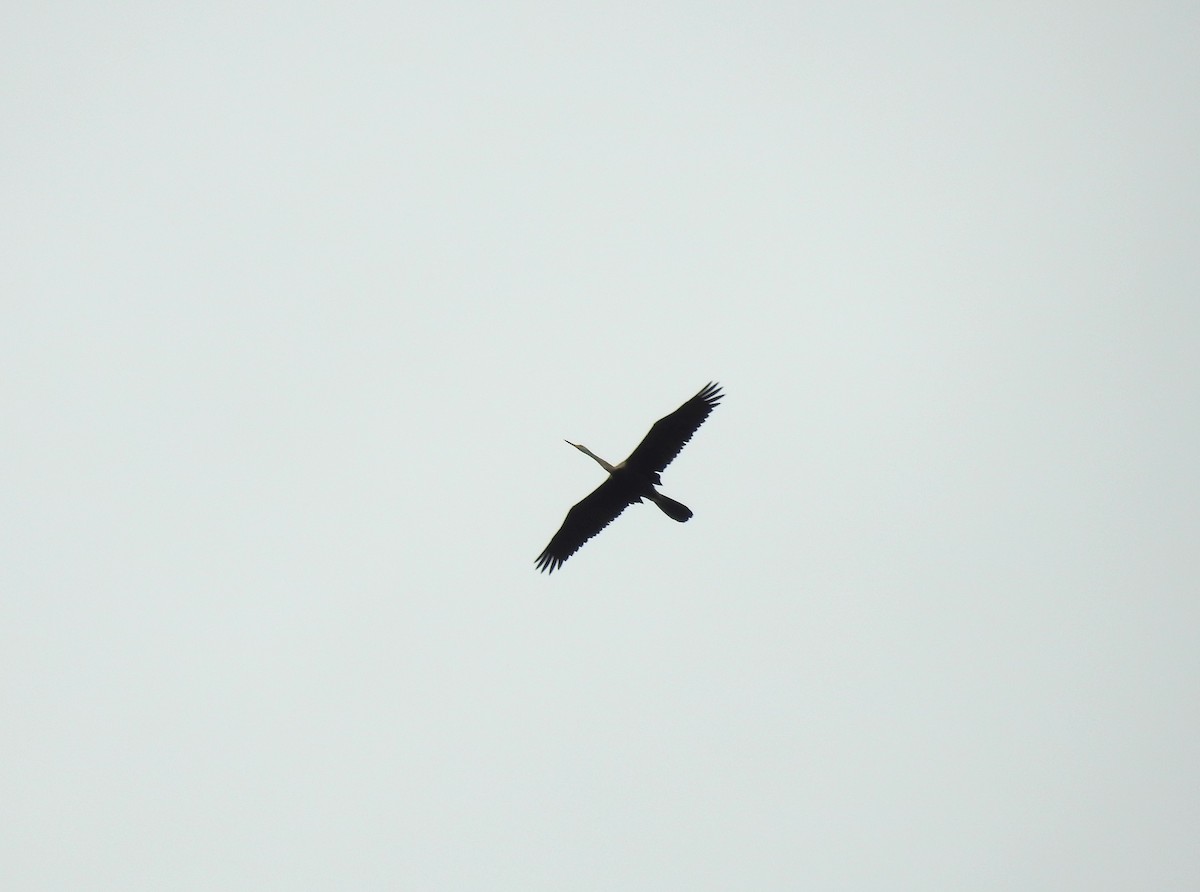 orientslangehals - ML647066460