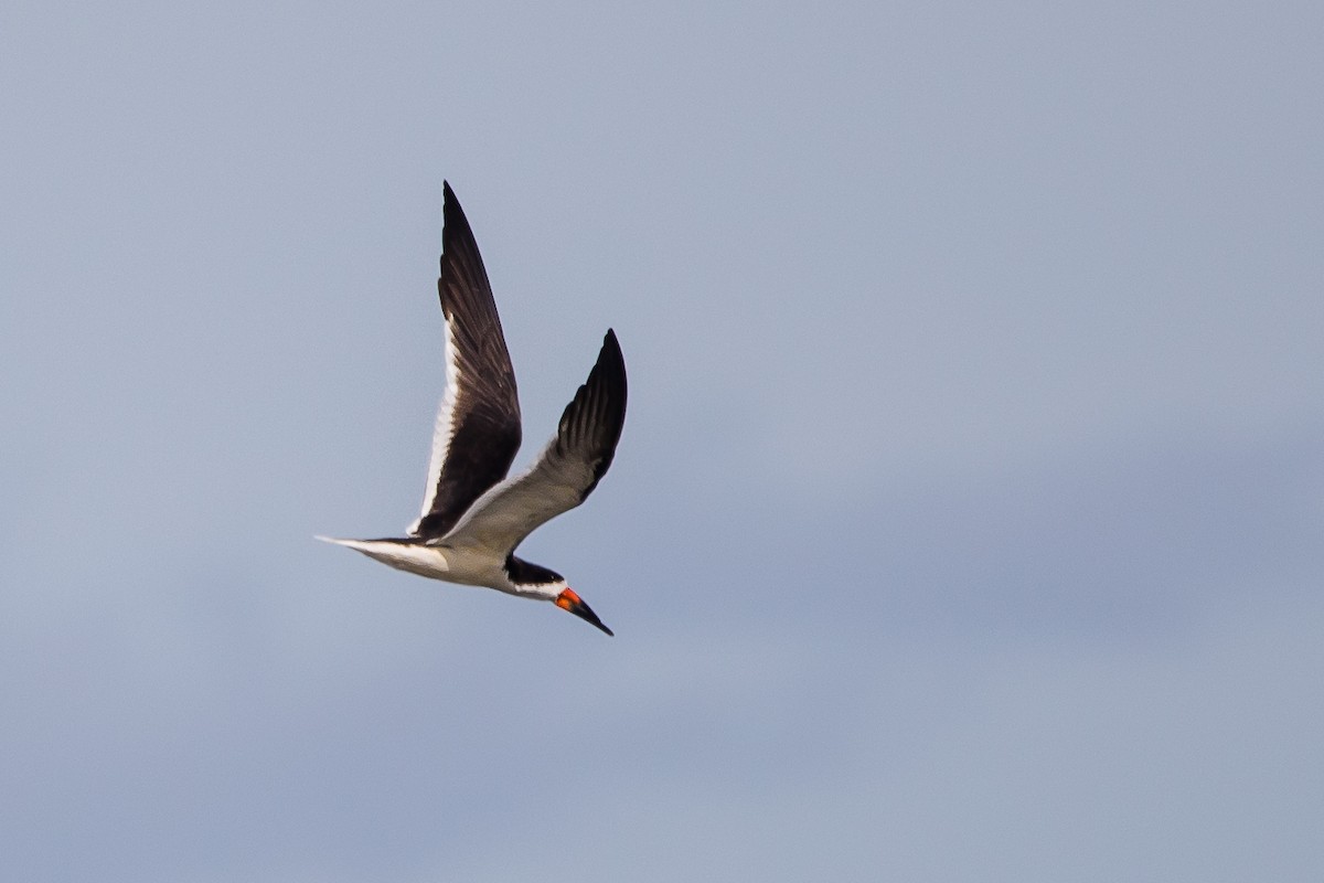 Black Skimmer - ML647066465