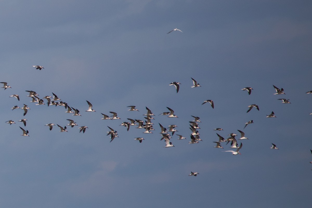 Black Skimmer - ML647066466