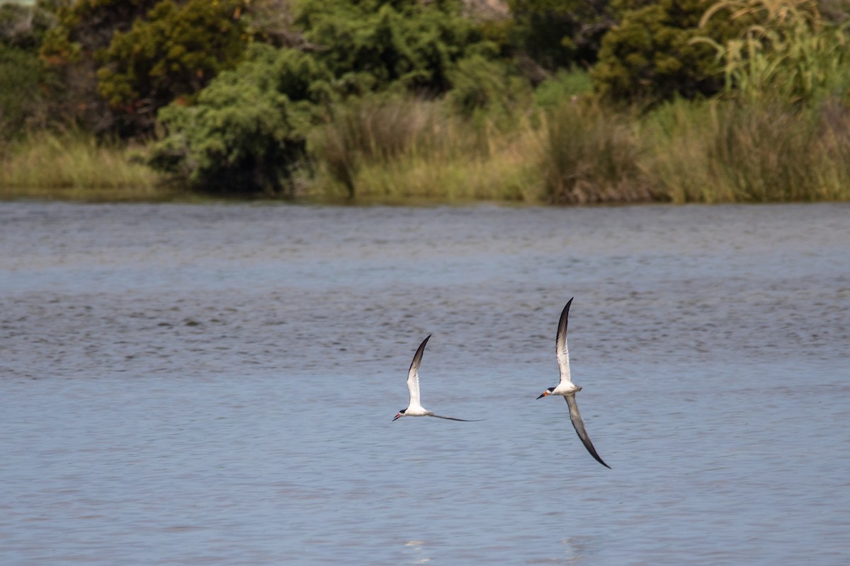 Black Skimmer - ML647066467
