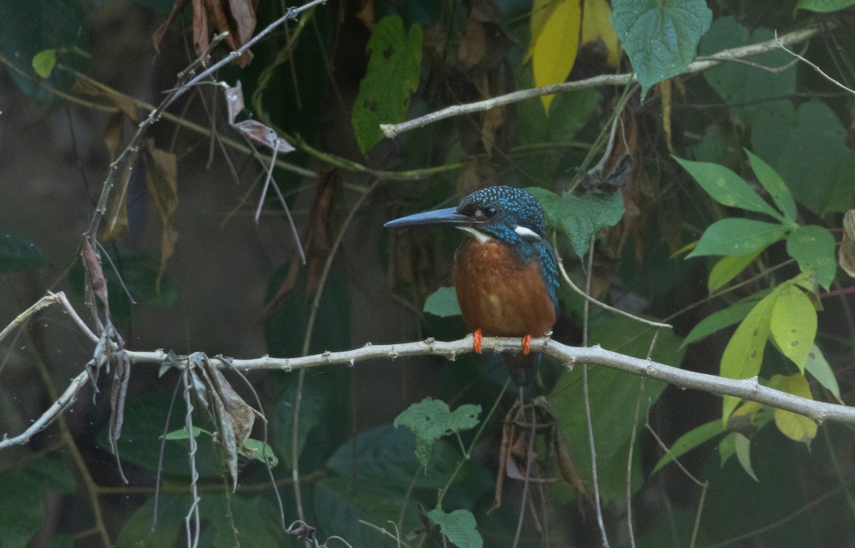 Blyth's Kingfisher - ML647066469