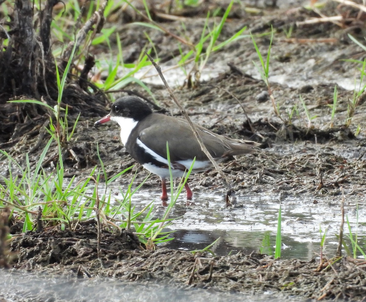 Red-kneed Dotterel - ML647066474