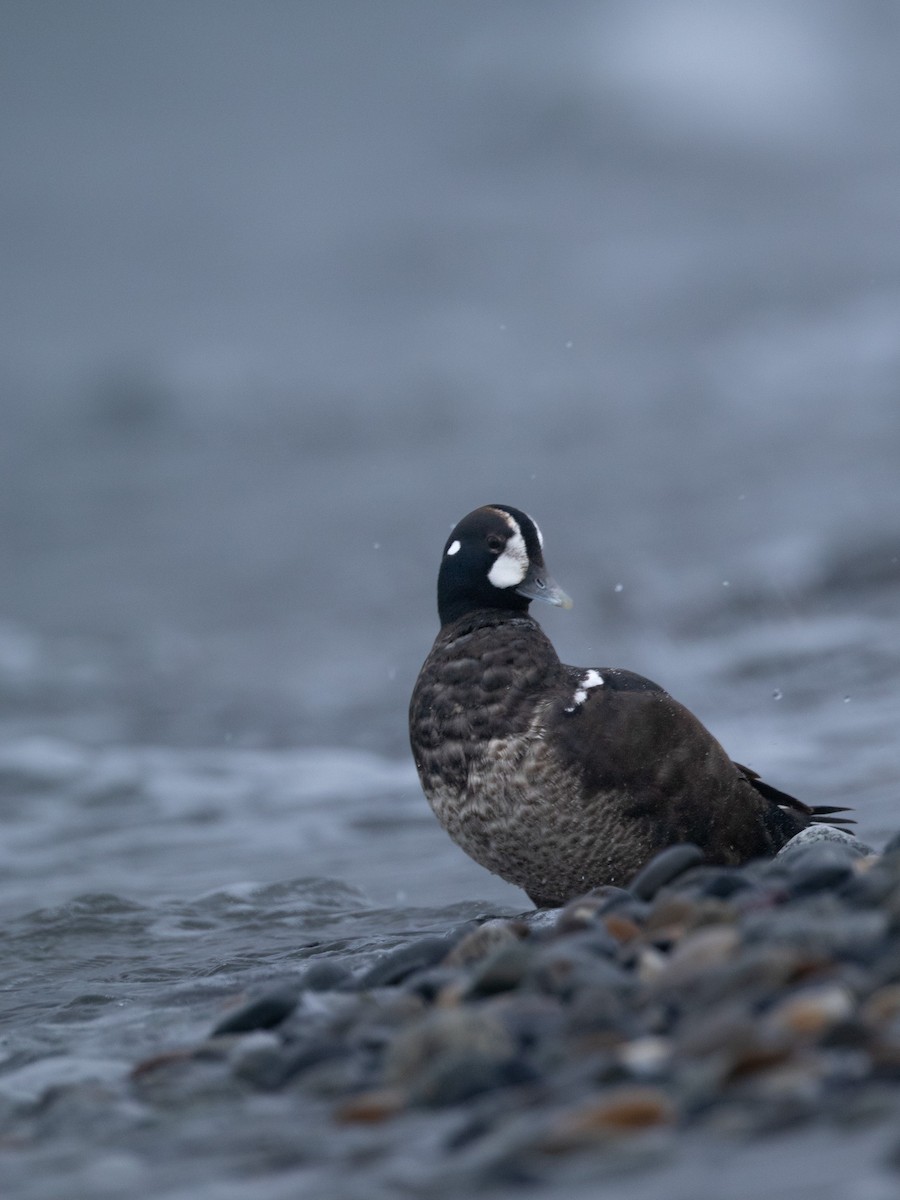 Harlequin Duck - ML647066476