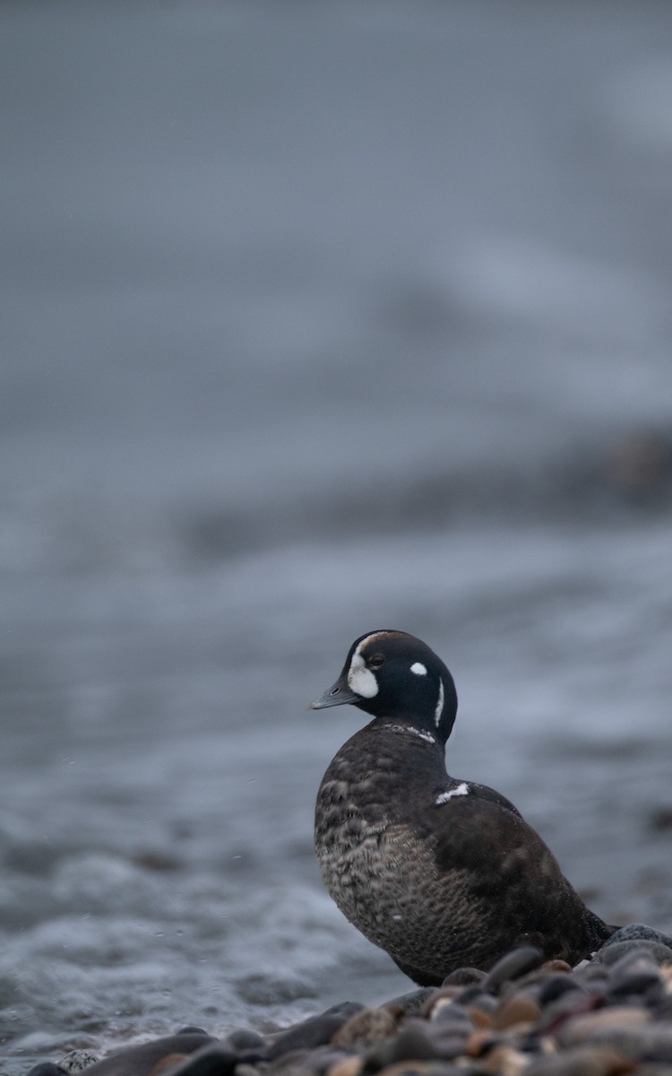 Harlequin Duck - ML647066477
