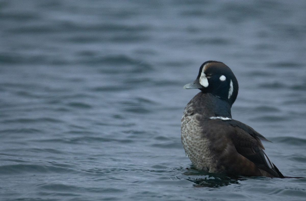 Harlequin Duck - ML647066478