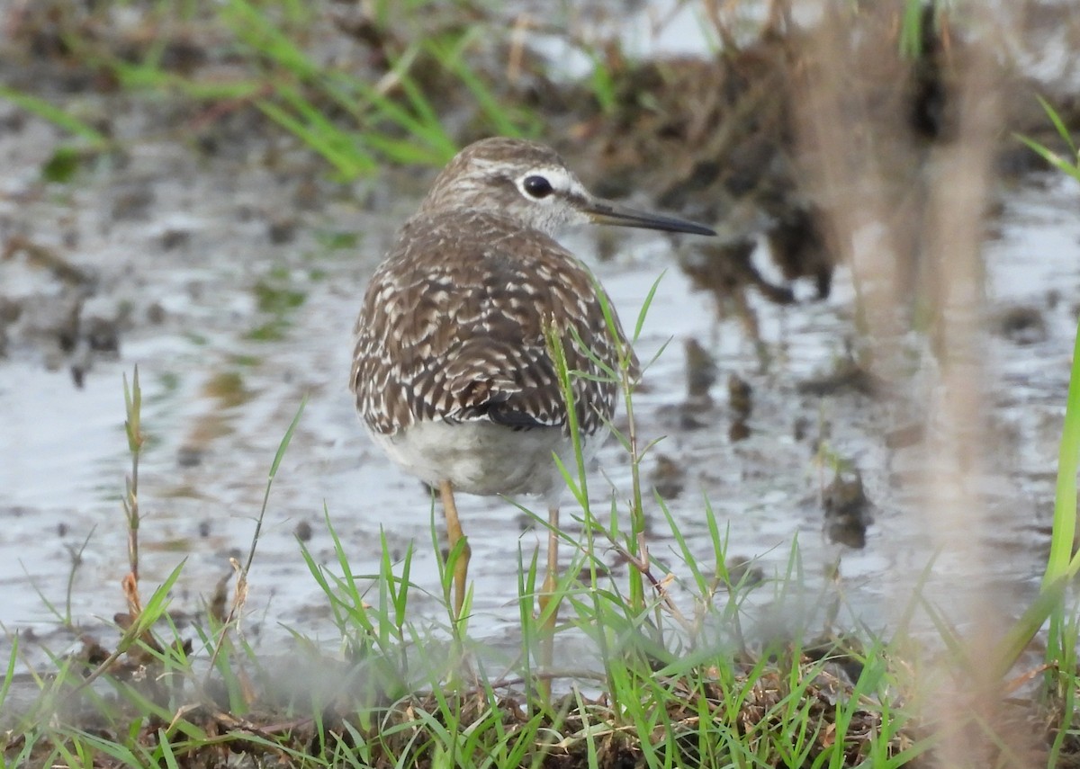 vodouš bahenní - ML647066481