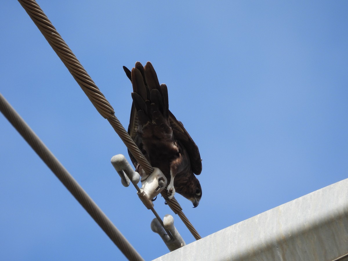 Black Falcon - ML647066484