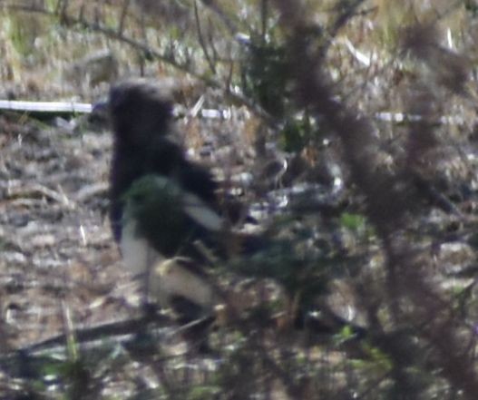 Eurasian Magpie - ML647066485