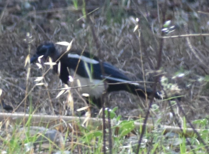 Eurasian Magpie - ML647066486