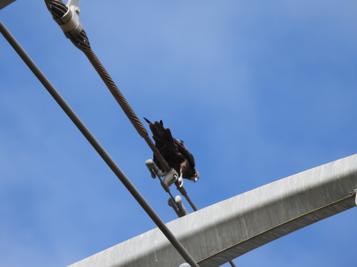 Black Falcon - ML647066487