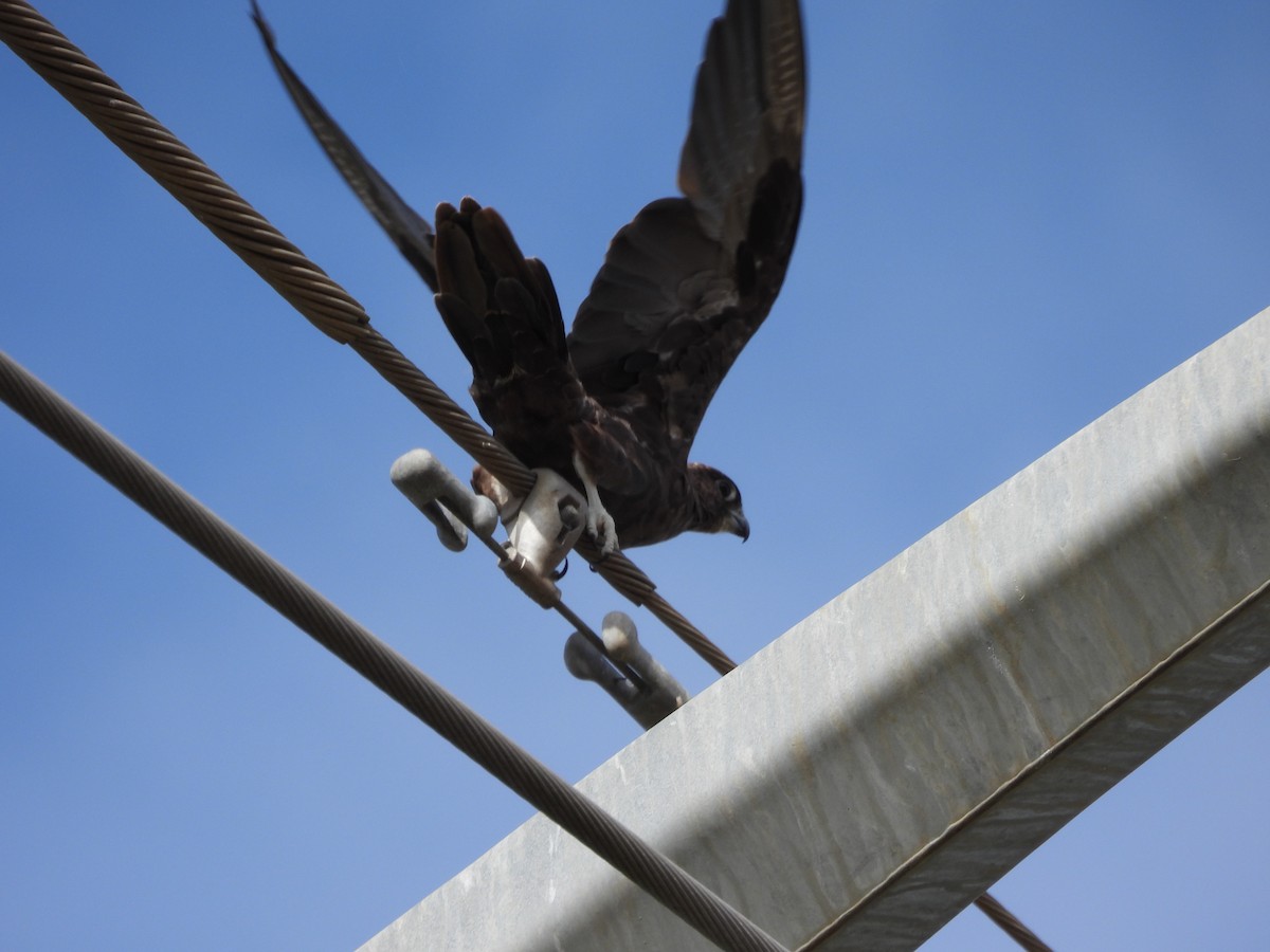 Black Falcon - ML647066488