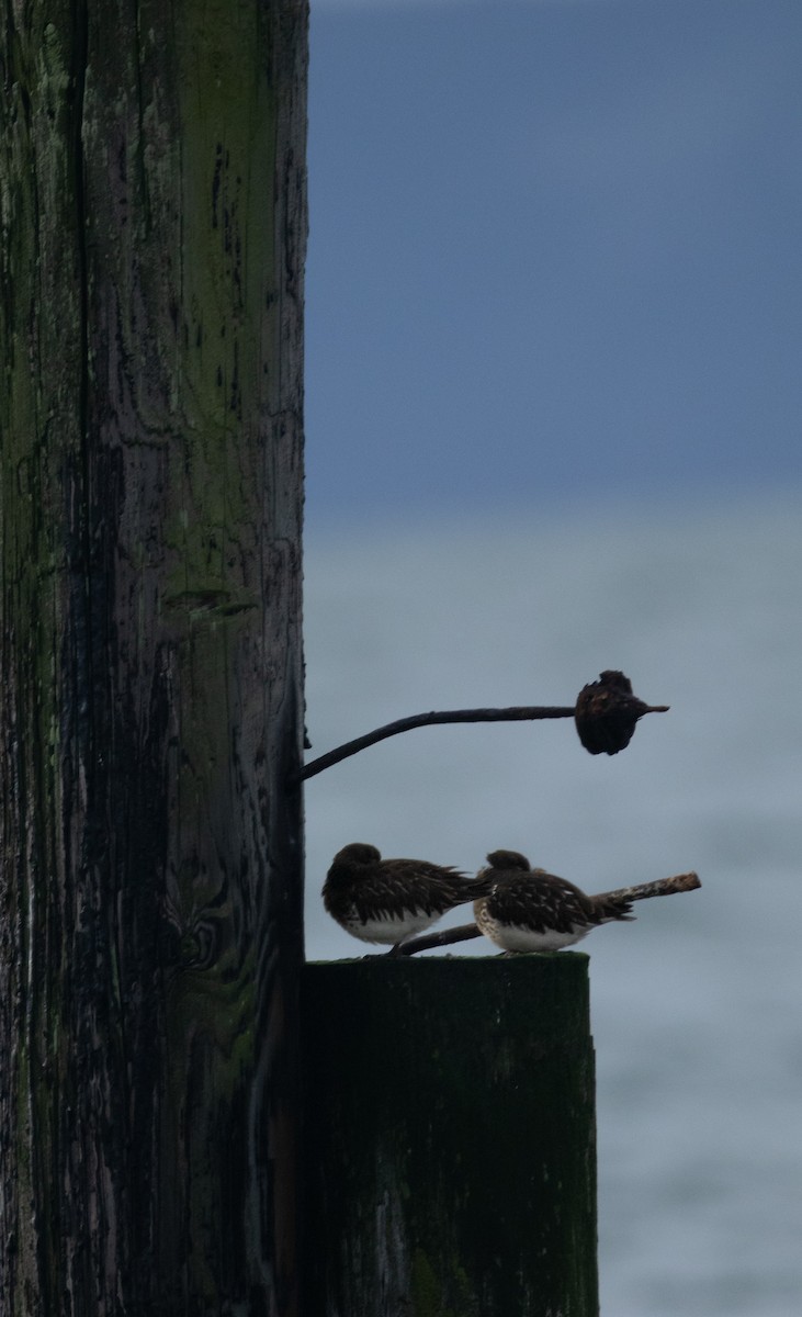 Black Turnstone - ML647066491